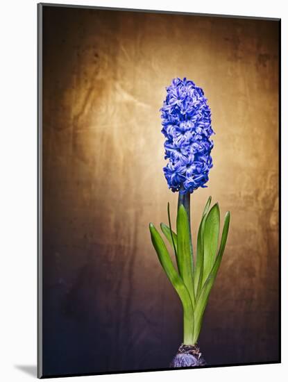 Hyacinth, Flower, Blossom, Plant, Still Life, Blue, Brown, Sepia, Bulb-Axel Killian-Mounted Photographic Print