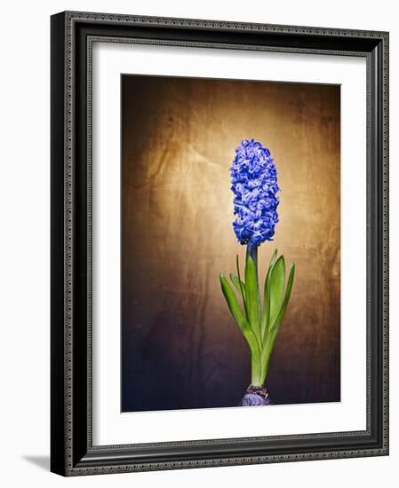 Hyacinth, Flower, Blossom, Plant, Still Life, Blue, Brown, Sepia, Bulb-Axel Killian-Framed Photographic Print