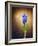 Hyacinth, Flower, Blossom, Plant, Still Life, Blue, Brown, Sepia, Bulb-Axel Killian-Framed Photographic Print