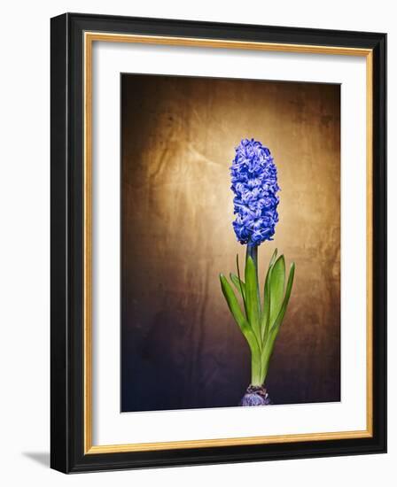 Hyacinth, Flower, Blossom, Plant, Still Life, Blue, Brown, Sepia, Bulb-Axel Killian-Framed Photographic Print