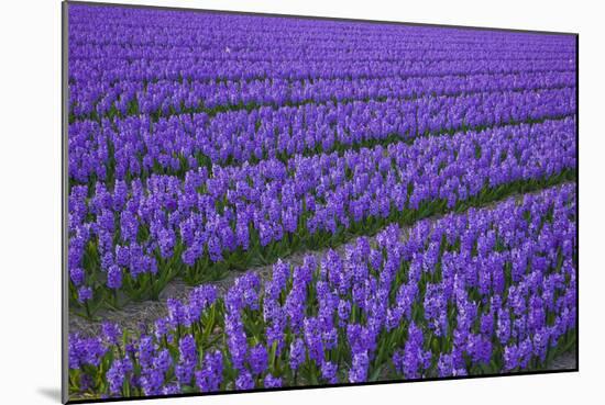 Hyacinth Flower Fields in Famous Lisse, Holland-Anna Miller-Mounted Photographic Print