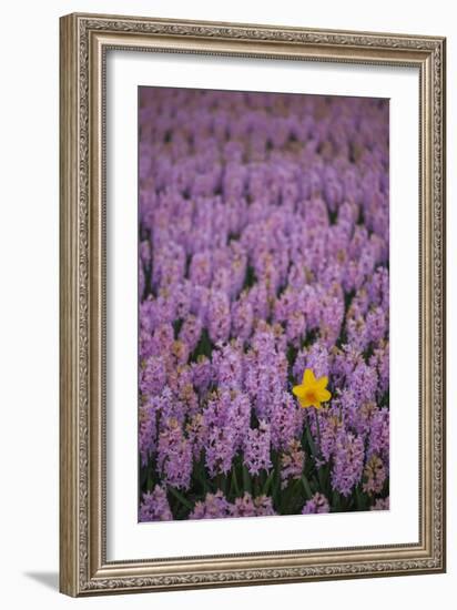 Hyacinth Flower Fields in Famous Lisse, Holland-Anna Miller-Framed Photographic Print