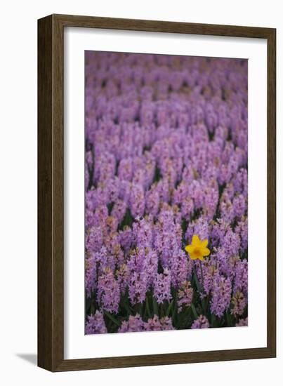 Hyacinth Flower Fields in Famous Lisse, Holland-Anna Miller-Framed Photographic Print