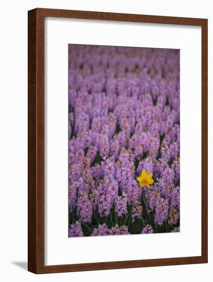 Hyacinth Flower Fields in Famous Lisse, Holland-Anna Miller-Framed Photographic Print