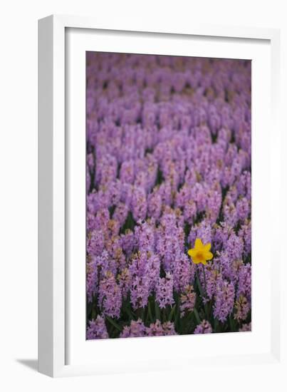 Hyacinth Flower Fields in Famous Lisse, Holland-Anna Miller-Framed Photographic Print