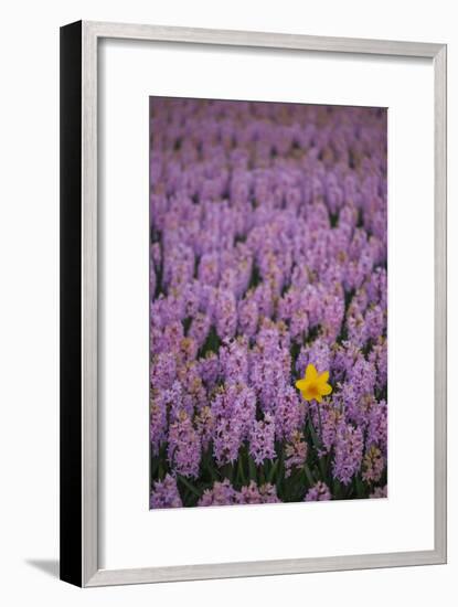 Hyacinth Flower Fields in Famous Lisse, Holland-Anna Miller-Framed Photographic Print