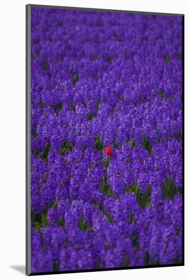 Hyacinth Flower Fields in Famous Lisse, Holland-Anna Miller-Mounted Photographic Print