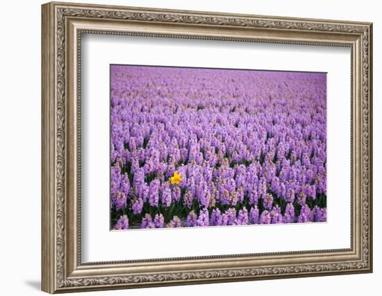 Hyacinth Flower Fields in Famous Lisse, Holland-Anna Miller-Framed Photographic Print