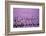 Hyacinth Flower Fields in Famous Lisse, Holland-Anna Miller-Framed Photographic Print