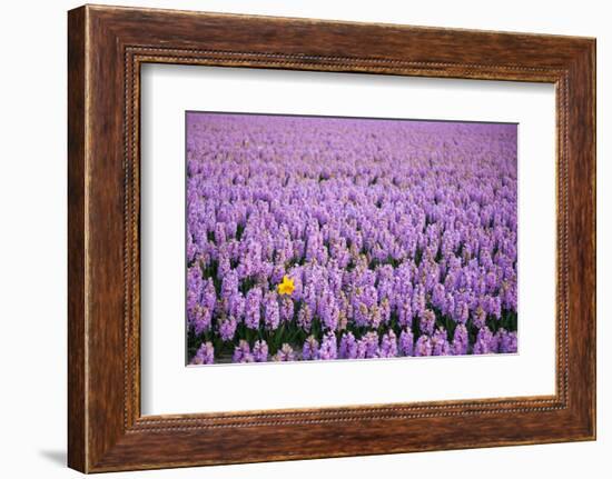 Hyacinth Flower Fields in Famous Lisse, Holland-Anna Miller-Framed Photographic Print