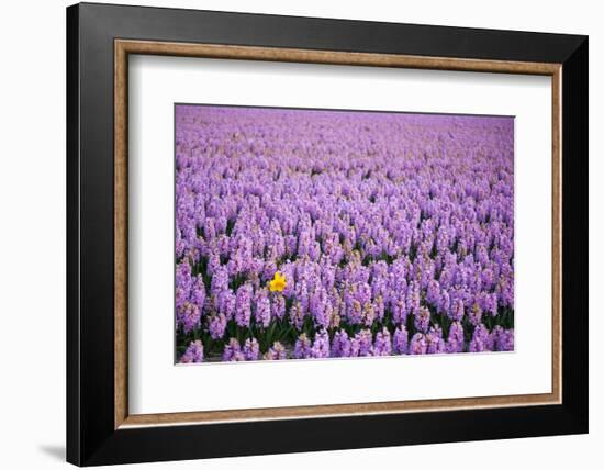 Hyacinth Flower Fields in Famous Lisse, Holland-Anna Miller-Framed Photographic Print