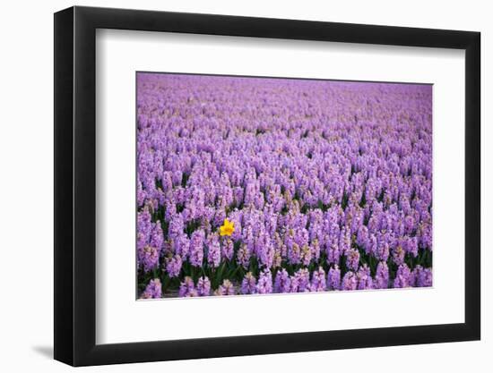 Hyacinth Flower Fields in Famous Lisse, Holland-Anna Miller-Framed Photographic Print