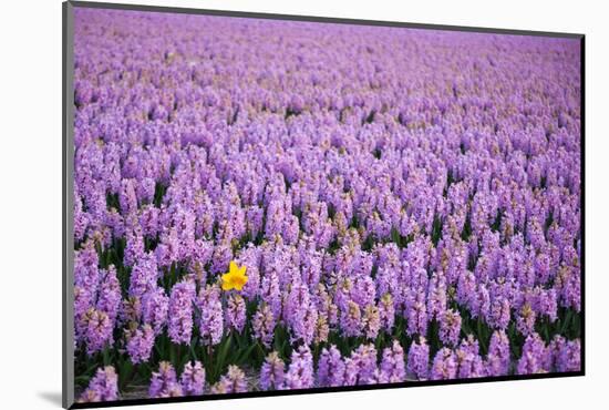 Hyacinth Flower Fields in Famous Lisse, Holland-Anna Miller-Mounted Photographic Print