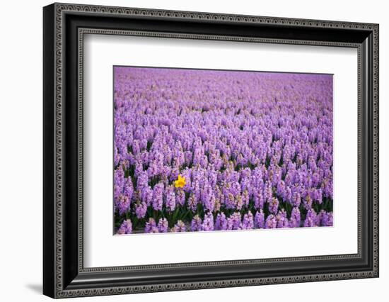 Hyacinth Flower Fields in Famous Lisse, Holland-Anna Miller-Framed Photographic Print