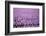 Hyacinth Flower Fields in Famous Lisse, Holland-Anna Miller-Framed Photographic Print