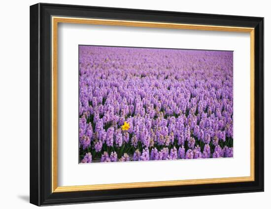 Hyacinth Flower Fields in Famous Lisse, Holland-Anna Miller-Framed Photographic Print