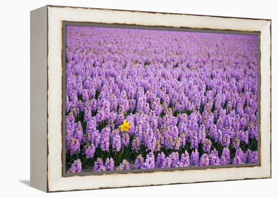 Hyacinth Flower Fields in Famous Lisse, Holland-Anna Miller-Framed Premier Image Canvas