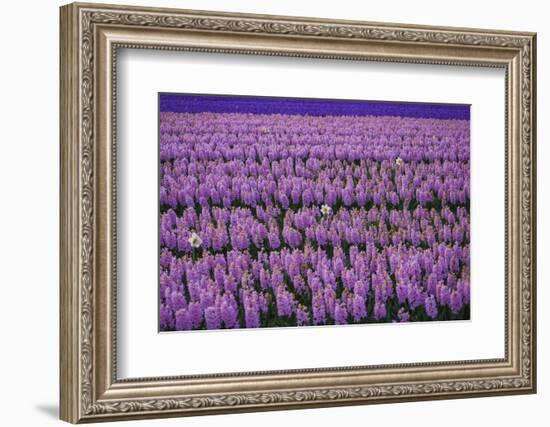 Hyacinth Flower Fields in Famous Lisse, Holland-Anna Miller-Framed Photographic Print