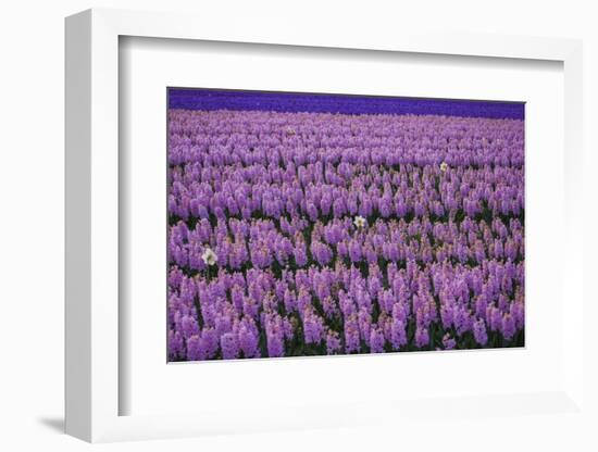 Hyacinth Flower Fields in Famous Lisse, Holland-Anna Miller-Framed Photographic Print