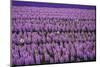 Hyacinth Flower Fields in Famous Lisse, Holland-Anna Miller-Mounted Photographic Print