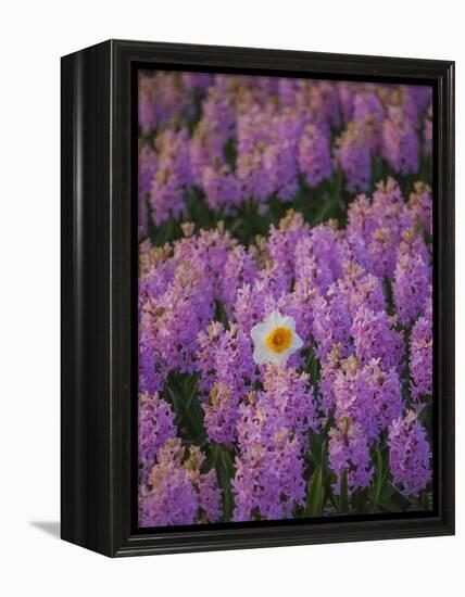 Hyacinth Flower Fields in Famous Lisse, Holland-Anna Miller-Framed Premier Image Canvas