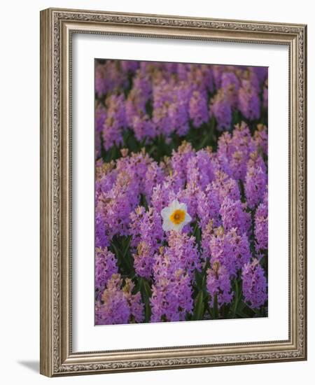 Hyacinth Flower Fields in Famous Lisse, Holland-Anna Miller-Framed Photographic Print