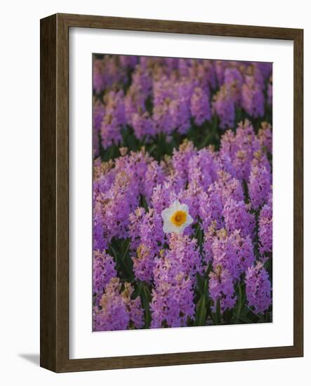 Hyacinth Flower Fields in Famous Lisse, Holland-Anna Miller-Framed Photographic Print