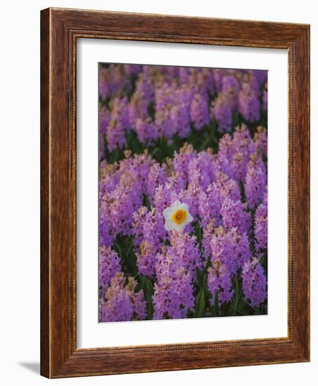 Hyacinth Flower Fields in Famous Lisse, Holland-Anna Miller-Framed Photographic Print