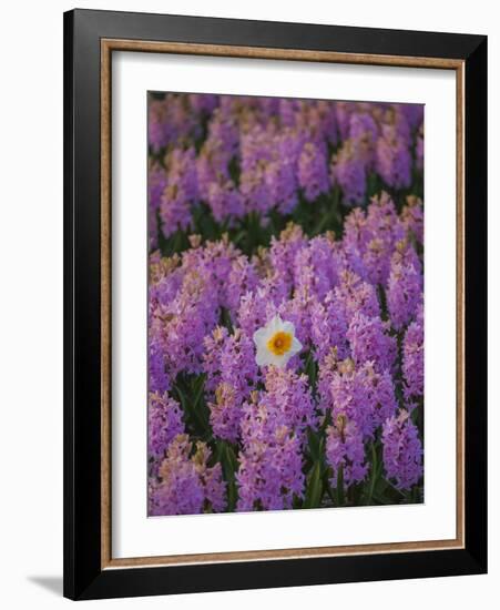 Hyacinth Flower Fields in Famous Lisse, Holland-Anna Miller-Framed Photographic Print