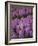 Hyacinth Flower Fields in Famous Lisse, Holland-Anna Miller-Framed Photographic Print