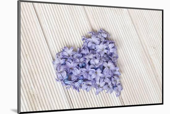 Hyacinth flowers in heart shape, close up, still life-Andrea Haase-Mounted Photographic Print