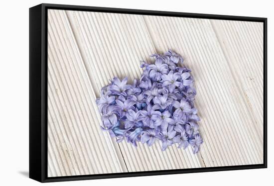 Hyacinth flowers in heart shape, close up, still life-Andrea Haase-Framed Stretched Canvas