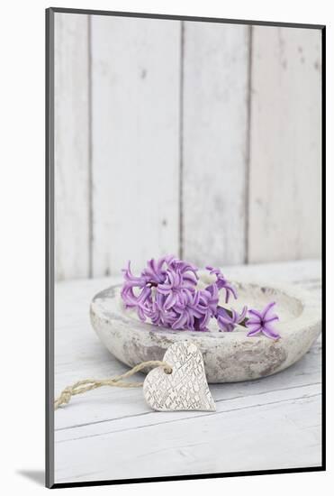 Hyacinth flowers in stone bowl, close up, still life-Andrea Haase-Mounted Photographic Print