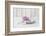 Hyacinth flowers in stone bowl, close up, still life-Andrea Haase-Framed Photographic Print