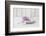 Hyacinth flowers in stone bowl, close up, still life-Andrea Haase-Framed Photographic Print