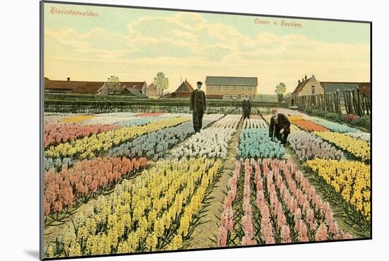 Hyacinth Garden, Haarlem, Holland-null-Mounted Art Print