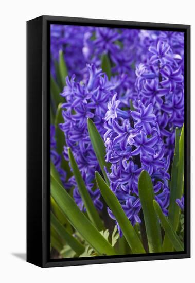 Hyacinth in bloom-Anna Miller-Framed Premier Image Canvas