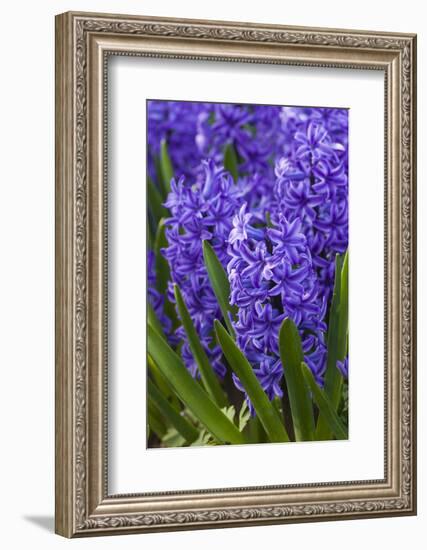 Hyacinth in bloom-Anna Miller-Framed Photographic Print