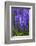 Hyacinth in bloom-Anna Miller-Framed Photographic Print