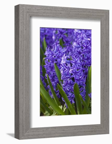 Hyacinth in bloom-Anna Miller-Framed Photographic Print