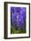 Hyacinth in bloom-Anna Miller-Framed Photographic Print