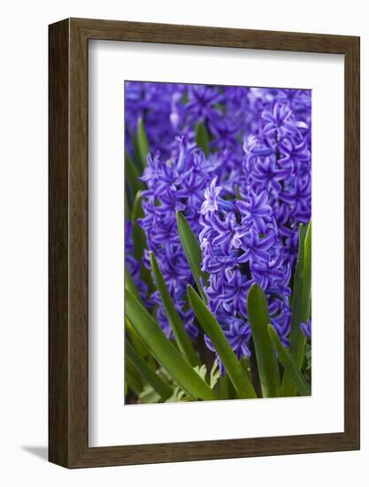 Hyacinth in bloom-Anna Miller-Framed Photographic Print