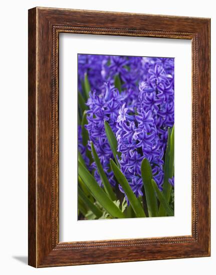 Hyacinth in bloom-Anna Miller-Framed Photographic Print