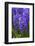 Hyacinth in bloom-Anna Miller-Framed Photographic Print