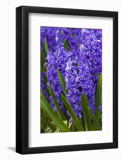 Hyacinth in bloom-Anna Miller-Framed Photographic Print