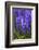 Hyacinth in bloom-Anna Miller-Framed Photographic Print