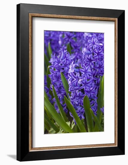 Hyacinth in bloom-Anna Miller-Framed Photographic Print