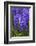 Hyacinth in bloom-Anna Miller-Framed Photographic Print