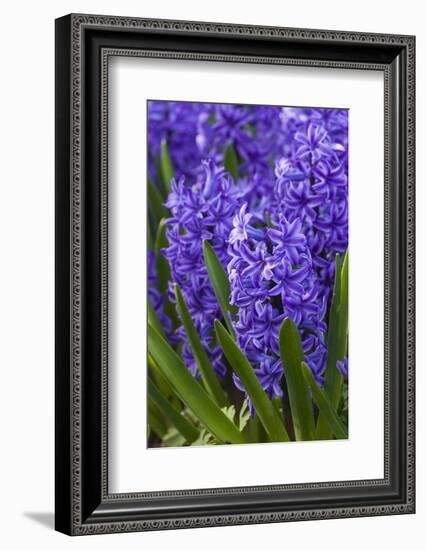 Hyacinth in bloom-Anna Miller-Framed Photographic Print