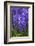 Hyacinth in bloom-Anna Miller-Framed Photographic Print